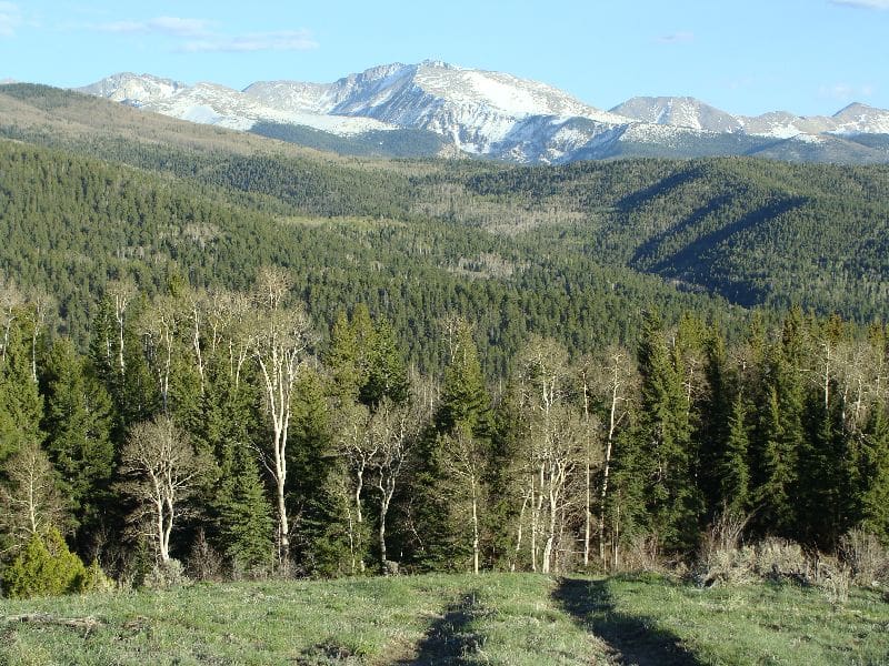A scenic view of a forested valley with distant snow-capped mountains, and a dirt path cutting through the open landscape.